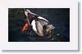 Pigeon Guillemot