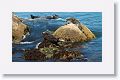 Harbor Seal