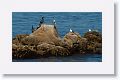 Brandt's Cormorant and Western Gulls