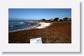 Harbor Seals on a protected beach