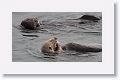 Sea Otters