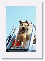 Guarding against pirates, the captain's dogs keep out a watchful eye