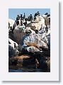 Brandt's Cormorant