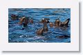 Sea Lions thermal regulating