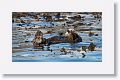 Sea Otters