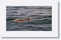 Long-beaked Common Dolphin