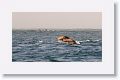 Sea Lions trying to blend in with the dolphins