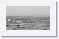 Some of the 700 Long-beaked Common Dolphins that swam by our boat