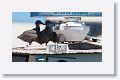 Western Gulls (3 chicks)