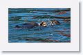 Back to our Sea Otter pair