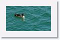 Common Loon