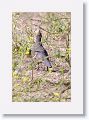 California Quail