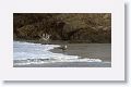Heermann's Gull