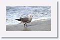 Heermann's Gull