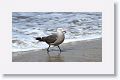 Heermann's Gull