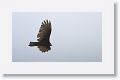 Turkey Vulture