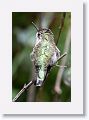 Anna's Hummingbird (female)