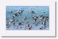 Brown Pelicans, Western Gulls