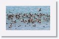 Brown Pelicans, Western Gulls