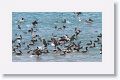 Brown Pelicans, Western Gulls