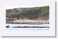 Brown Pelicans