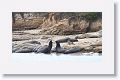 Elephant Seals
