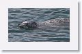 Harbor Seal
