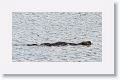 Sea Otter