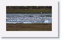 Caspian Terns