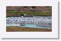 Caspian Terns