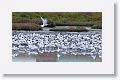 Caspian Terns