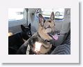 The dogs are ready for their first camping trip!