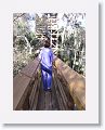 Canopy walk
