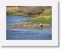 Rosettes, Wood Storks and a Great Egret
