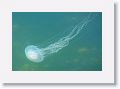 Jellyfish floating by the dock
