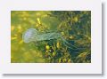 Jellyfish floating by the dock