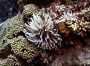 anemone