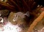boxfish