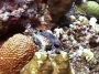 boxfish2
