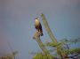 caracara2