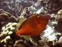 filefish