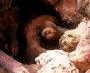 octo2