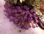 purpleanemone