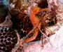 seahorse