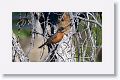 American Robin.
