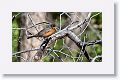 American Robin.