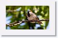 House Sparrow.