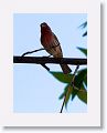 House Finch.