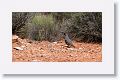 Gambel's Quail.