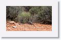 Gambel's Quail.